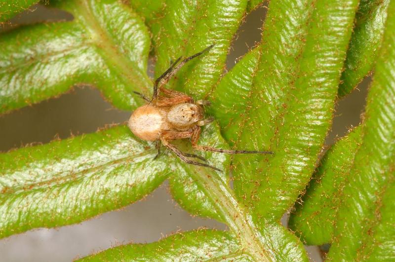 Oxyopes_variabilis_D7791_Z_88_North Stradbroke island_Australie.jpg